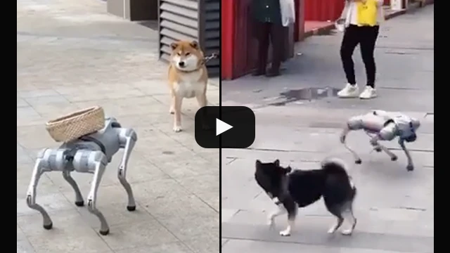 Reddit robot dogs vs real dogs