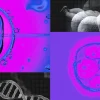 DNA gene editing CRISPR babies